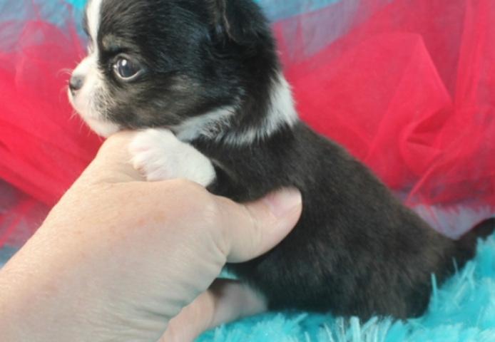 Chihuahua-Welpen zu verkaufen