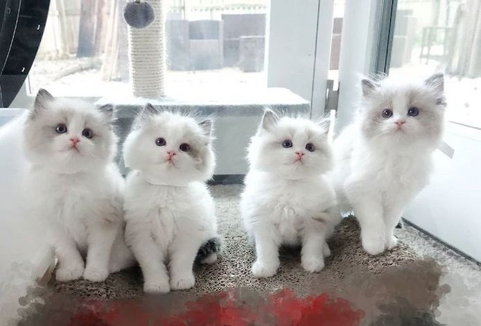 Ragdoll-Kätzchen bereit für ihr neues Zuhause