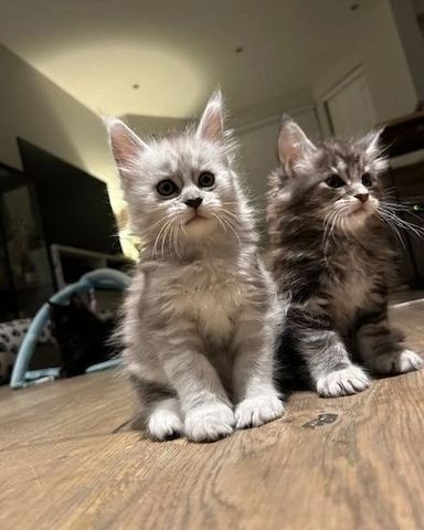 Maine Coon Kätzchen