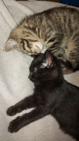 BKH Kitten