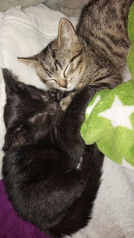 BKH Kitten
