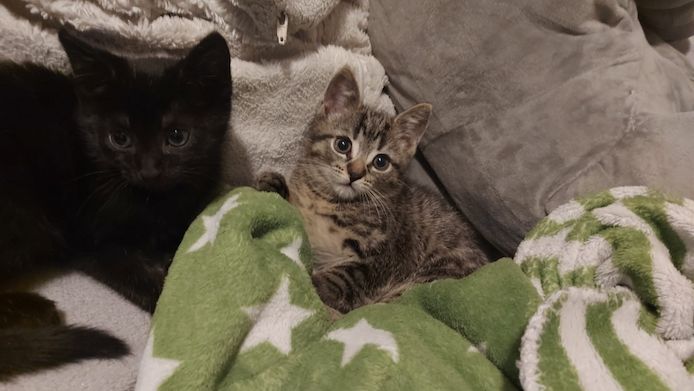BKH Kitten
