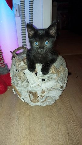 BKH Kitten