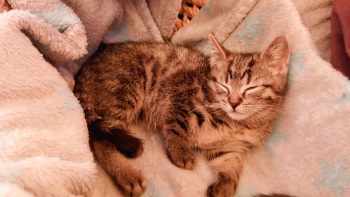 BKH Kitten