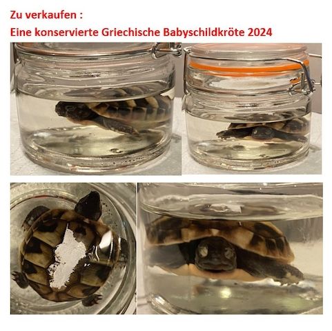 1. seltenes präpariertes Exemplar einer Landschildkröte Baby
