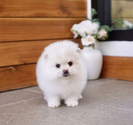 Wunderschöne Zweispitz Pommersche Welpen zu verkaufen WhatsApp ‪+49 15510 289246‬