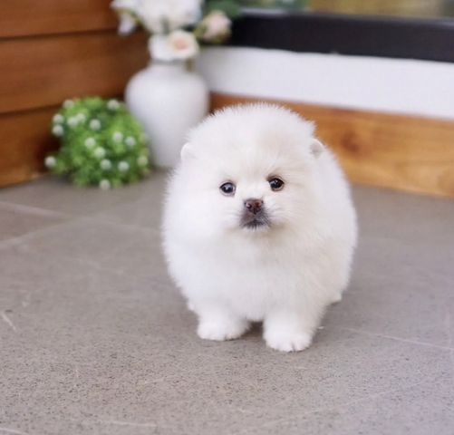 Wunderschöne Zweispitz Pommersche Welpen zu verkaufen WhatsApp ‪+49 15510 289246‬
