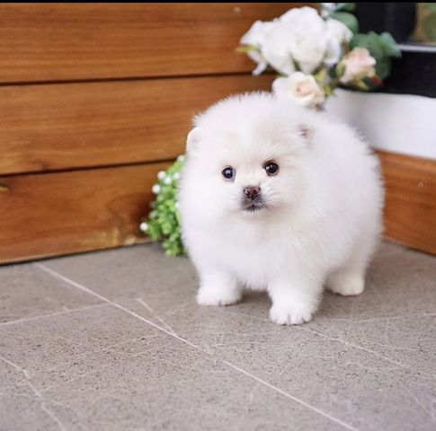 Wunderschöne Zweispitz Pommersche Welpen zu verkaufen WhatsApp ‪+49 15510 289246‬