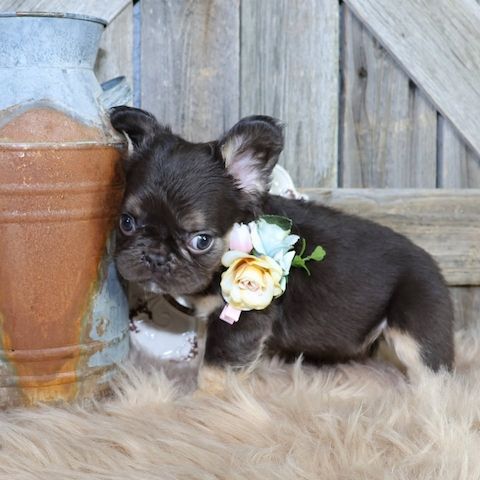 French bulldog puppy for adoption