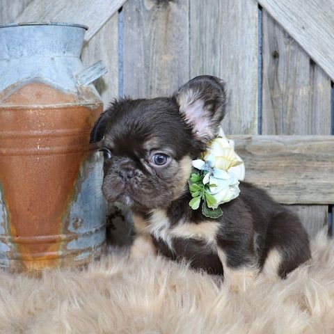 French bulldog puppy for adoption