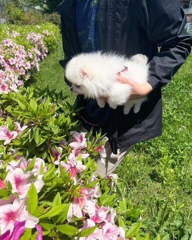Wunderschöne Zweispitz Pommersche Welpen