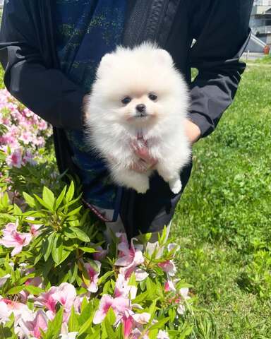 Wunderschöne Zweispitz Pommersche Welpen