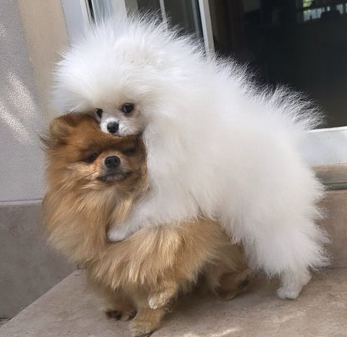 Zweispitz Pommersche Welpen
