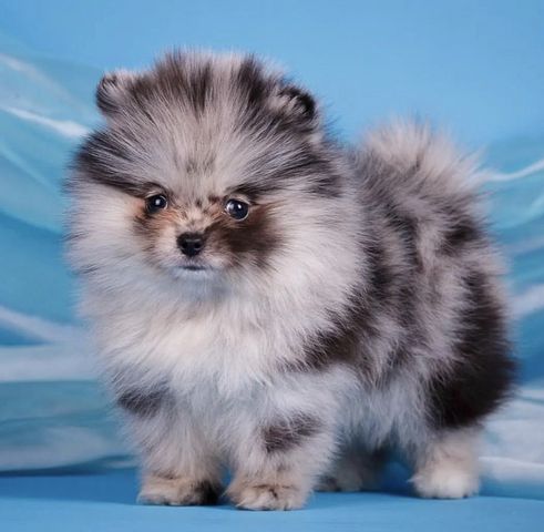 Zweispitz Pommersche Welpen