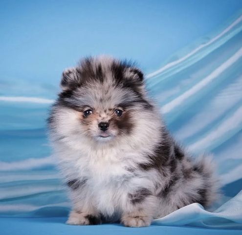 Zweispitz Pommersche Welpen