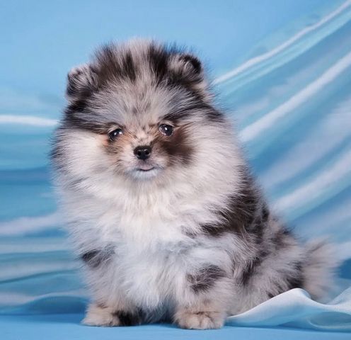 Zweispitz Pommersche Welpen