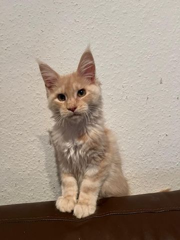 Maine coon Kater abzugeben