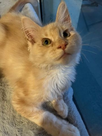Maine coon Kater abzugeben
