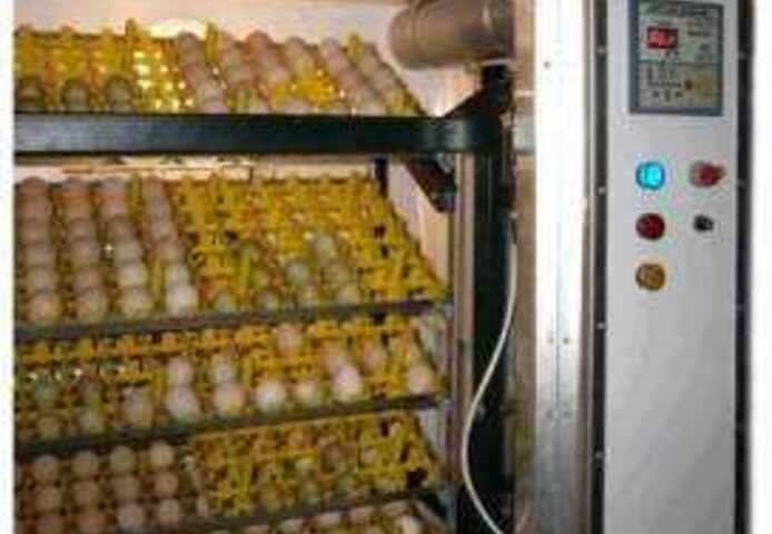 Schöne Papageien und befruchtete Papageieneier zu verkaufen
