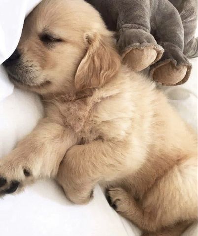 Wunderschöne Golden Retriever Welpen