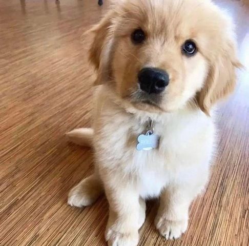 Golden Retriever Welpen
