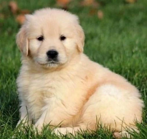 Golden Retriever Welpen