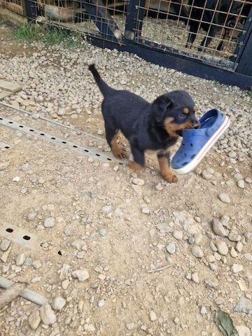 Rottweiler Welpe zu verkaufen