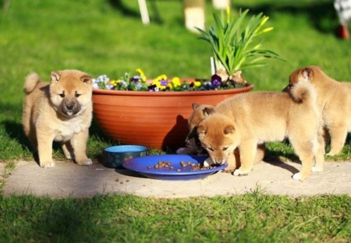 Reinrassige Shiba Inu Welpen