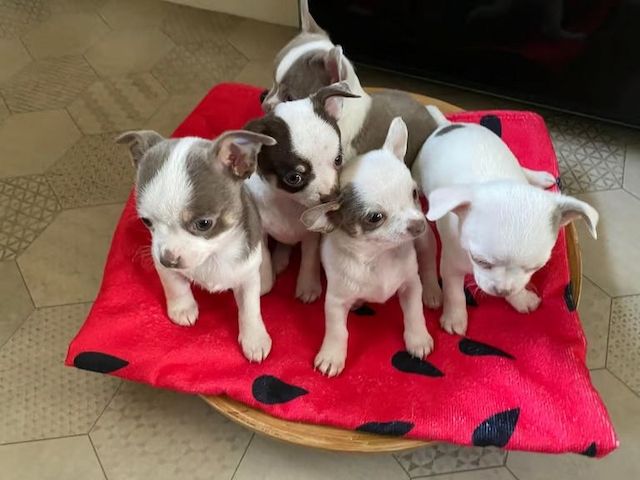 Süsse Chihuahua Welpen Mit Ahnentafel
