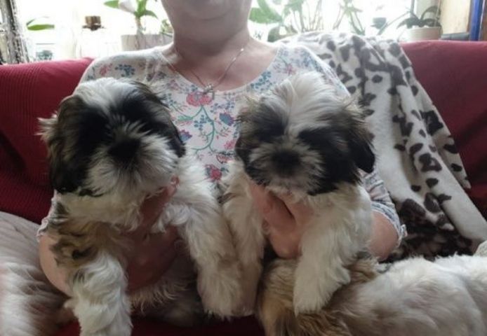 Reinrassige Shih Tzu-Welpen