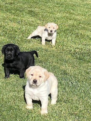 Bildschöne Labradorwelpen mit Papieren bereit.