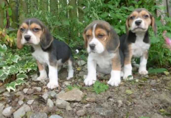 Männliche und weibliche Beagle