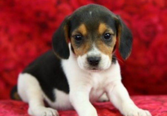 Männliche und weibliche Beagle
