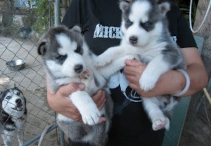 Süße und entzückende Siberian Husky-Welpen