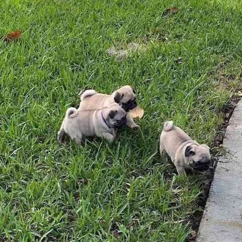Entzückende männliche und weibliche Mops-Welpen