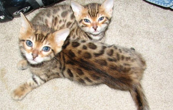 Weihnachten Bengal Kitten