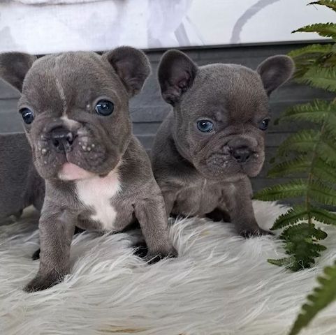 Weihnachten Französische Bulldoggen Welpen