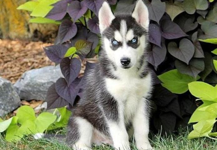 Weihnachten Siberian Husky Welpen
