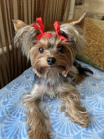 Yorkshire Terrier mini