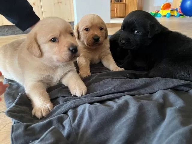 Weihnachten Labrador Welpen mit Papieren