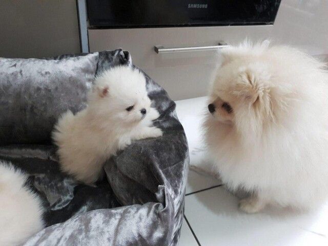 Weihnachten Pomeranian Zwergspitz Boo Welpen