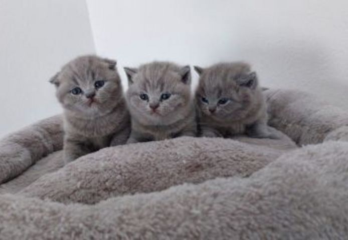 Weihnachten Süße BKH Kitten