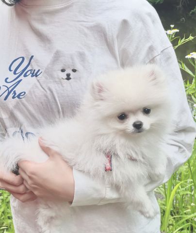 Wunderschöne Zweispitz Pommersche Welpen WhatsApp +49 15510 289246‬
