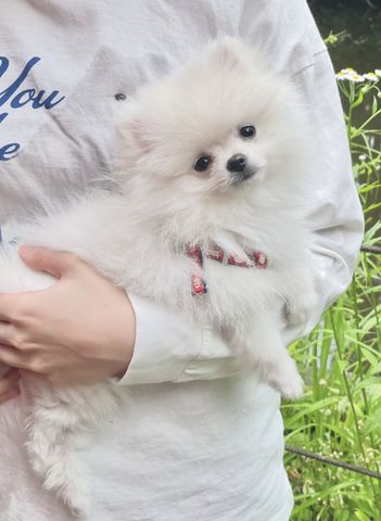 Wunderschöne Zweispitz Pommersche Welpen WhatsApp +49 15510 289246‬