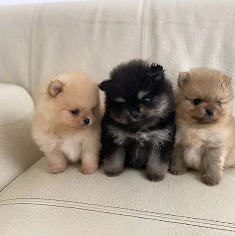 Wunderschöne Zweispitz Pommersche Welpen WhatsApp +49 15510 289246‬
