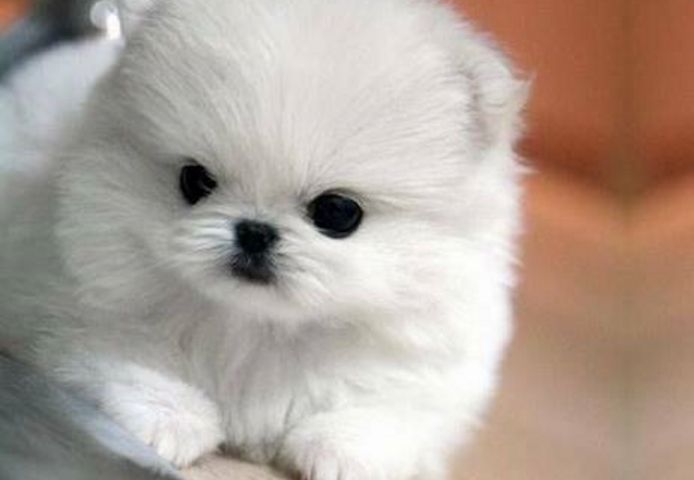 Wurf reinweißer Teddybär-Pomeranians zu verkaufen