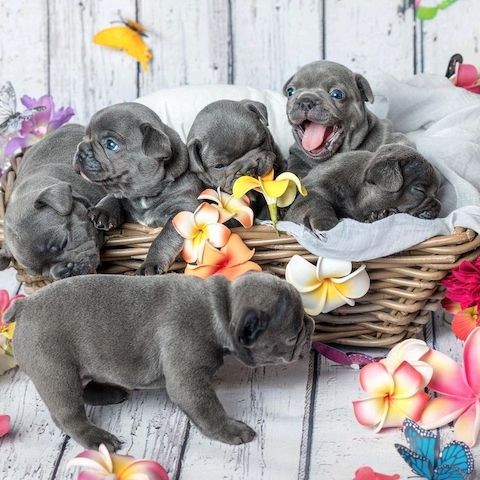 Französische Bulldoggenwelpen suchen ein gutes Zuhause.
