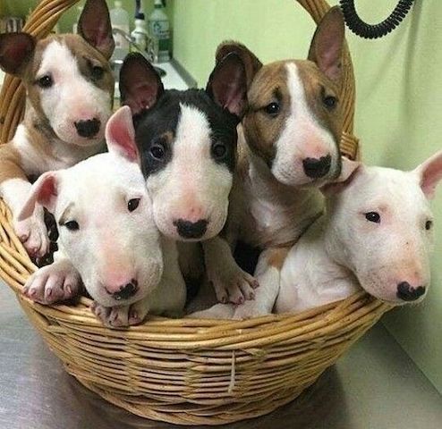 Englische Bullterrier-Welpen jetzt verfügbar.