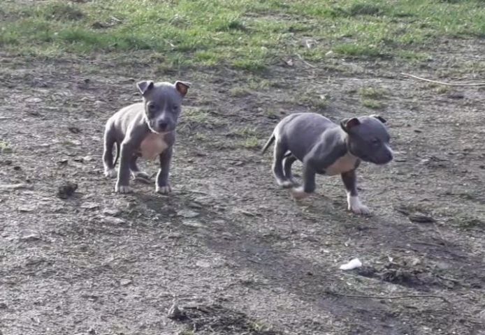 Weihnachten American Staffordshire Terrier blueline Welpen