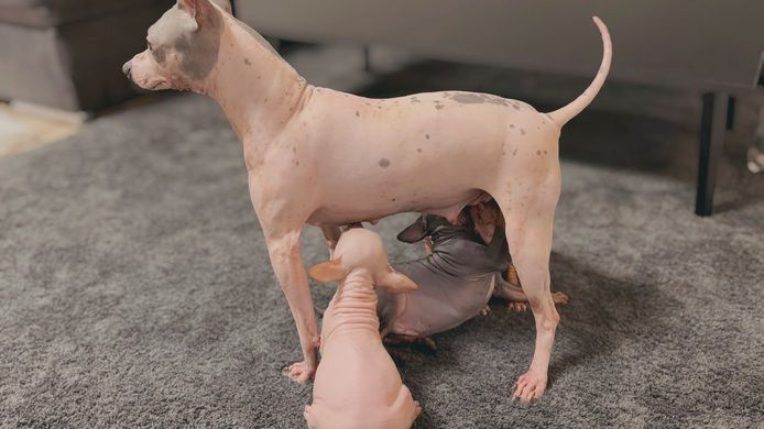 American Hairless Terrier Welpen